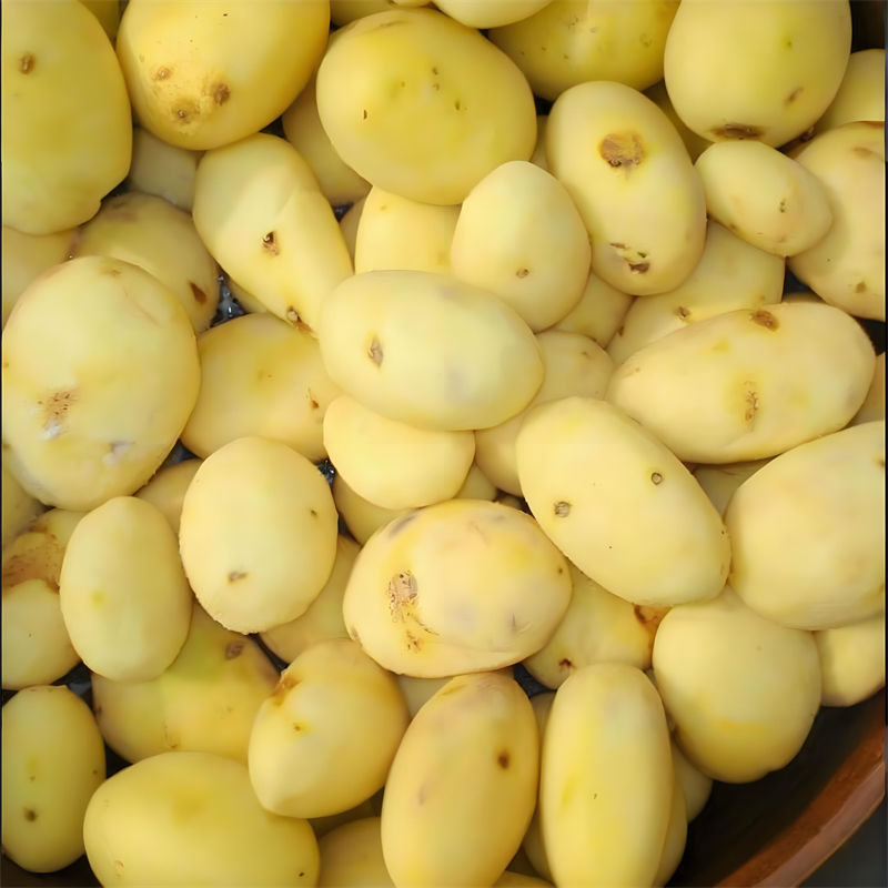 Potato Peeling Machine Manufacturers Potato Peeling Machine Manufacturers