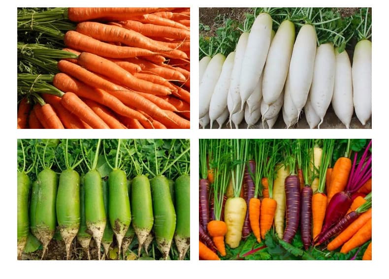 Carrot Peeling Machine Carrot Peeling Machine